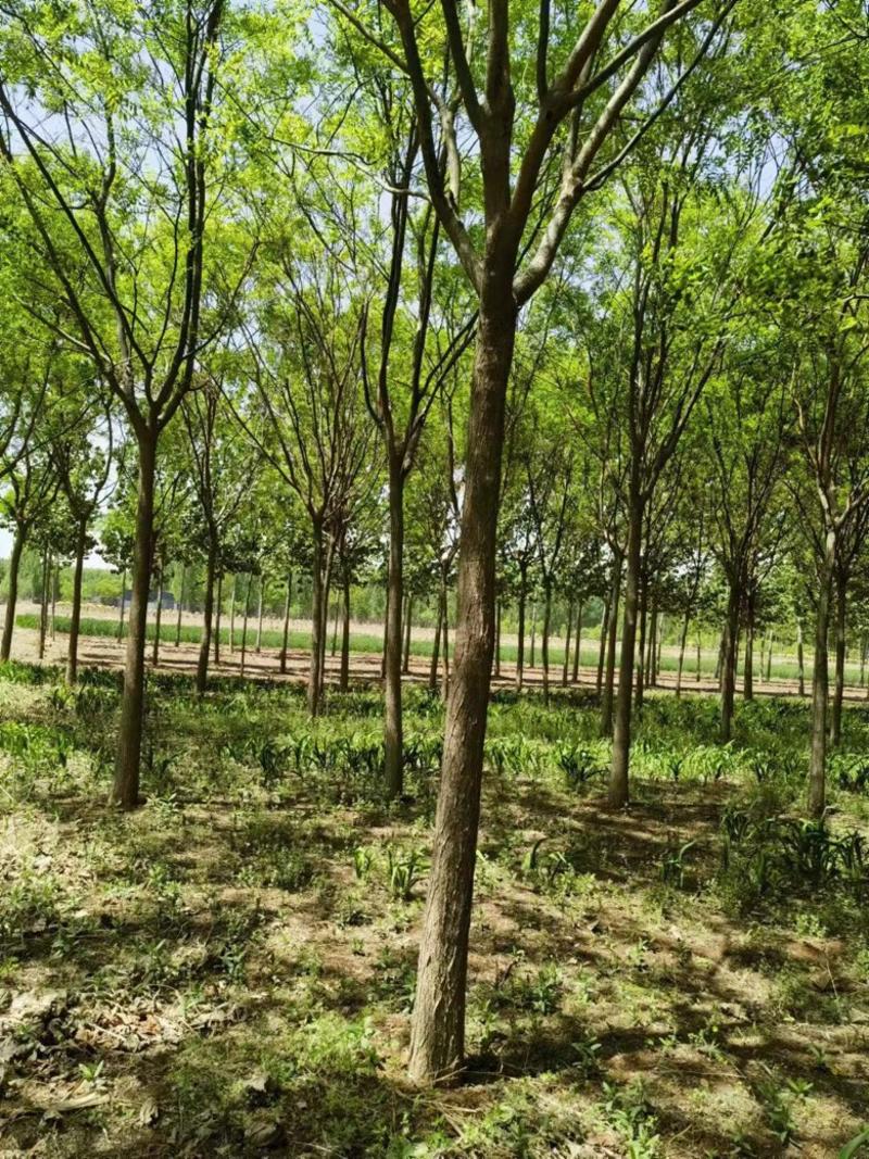 自家苗场，10-20公分国槐树，好成活苗木量大从优