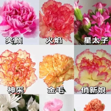 鲜花切康乃馨昆明产地供货，货源充足量大从优，不同颜色都有