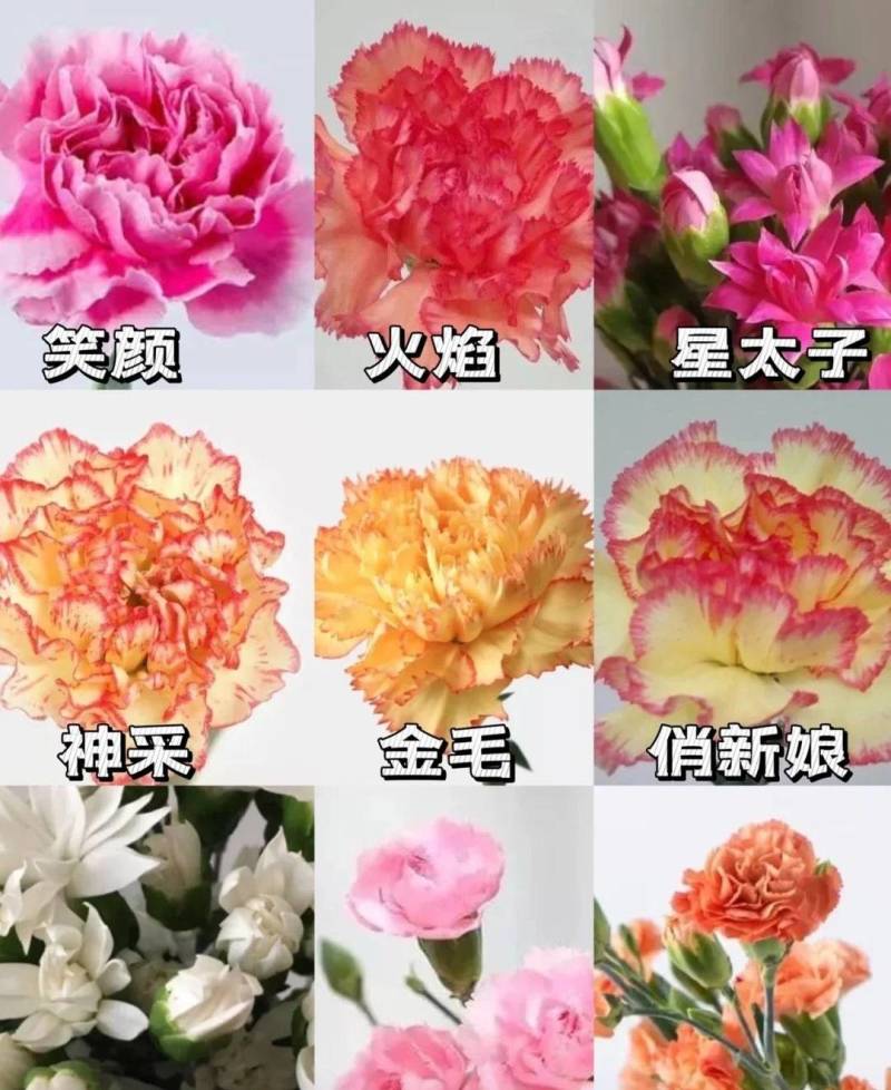 鲜花切康乃馨昆明产地供货，货源充足量大从优，不同颜色都有