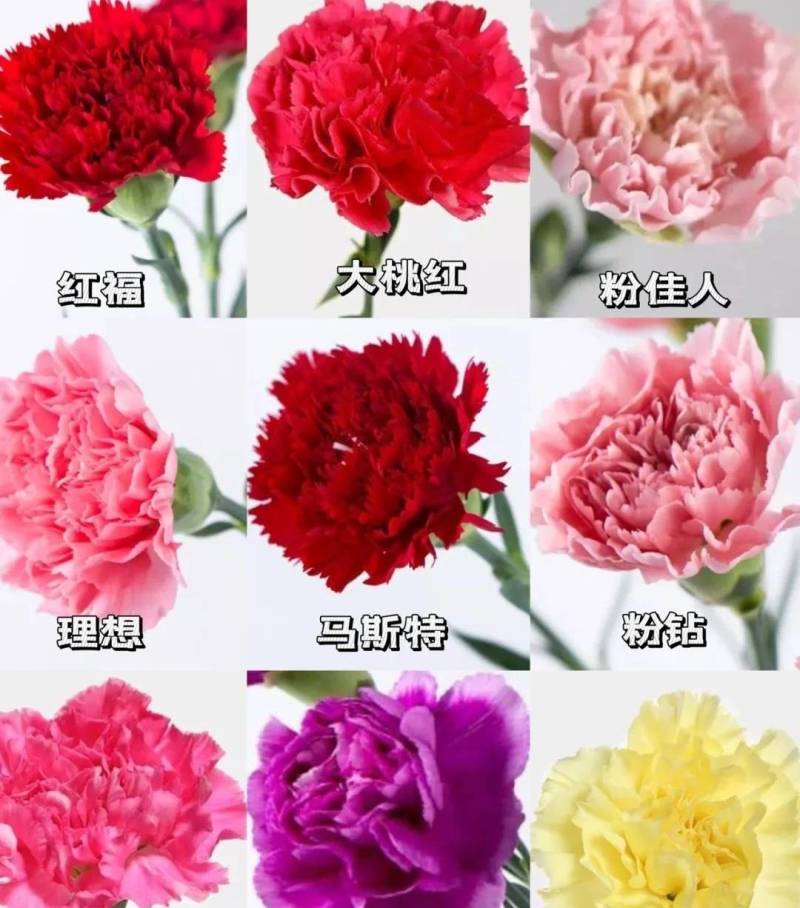 鲜花切康乃馨昆明产地供货，货源充足量大从优，不同颜色都有