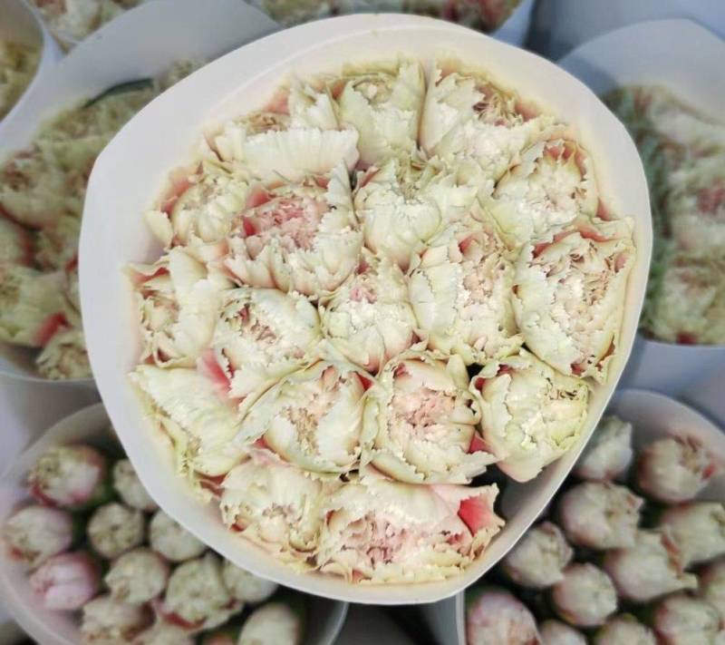 鲜花切康乃馨昆明产地供货，货源充足量大从优，不同颜色都有