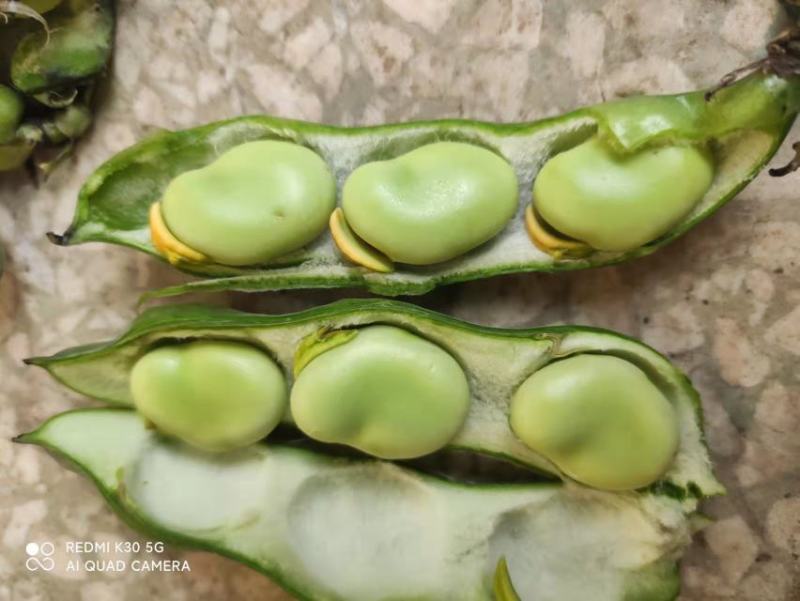 汉中精品蚕豆青米白米，丘陵山坡货颗粒饱满