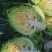 牛心菜