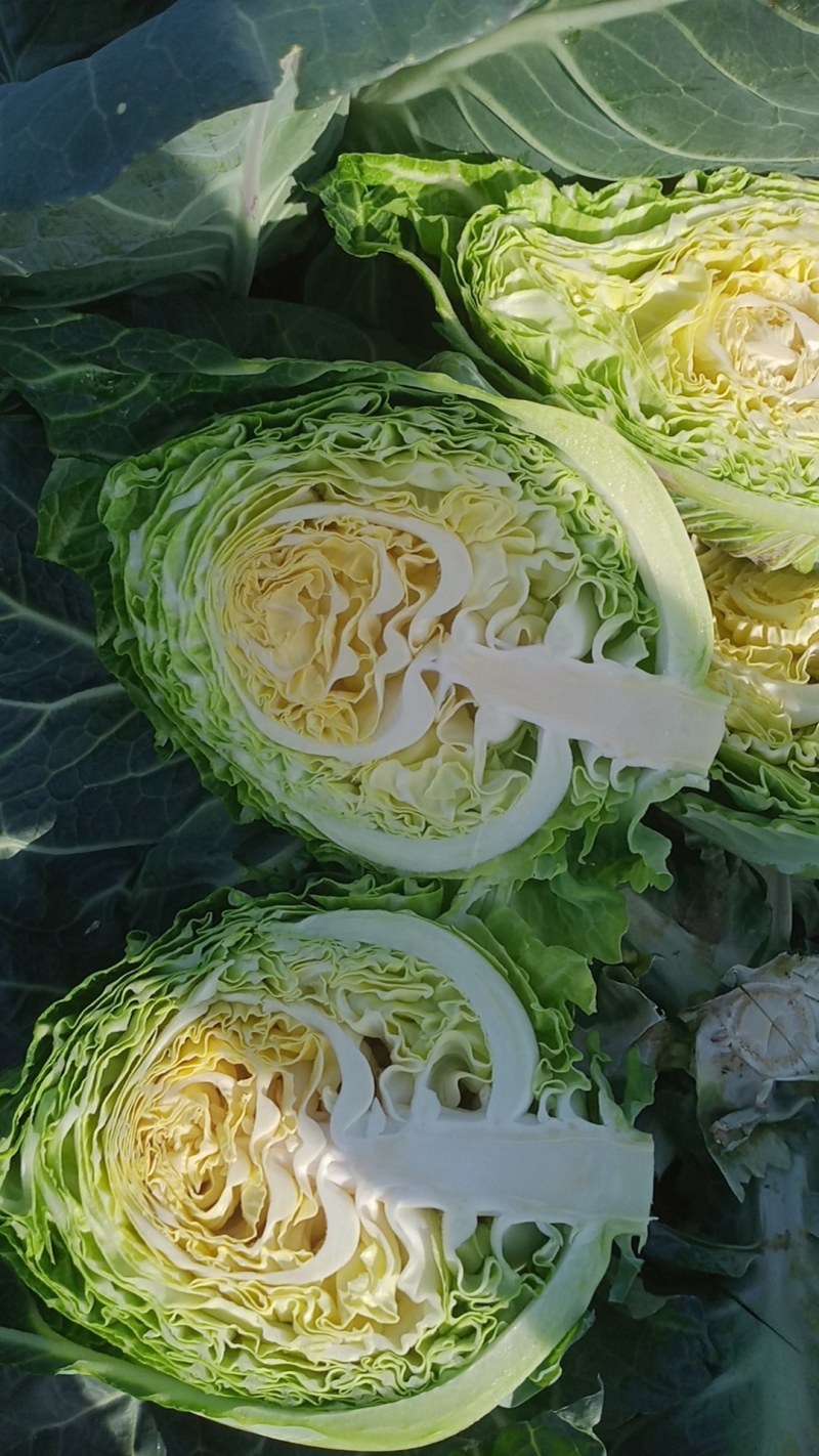 牛心菜