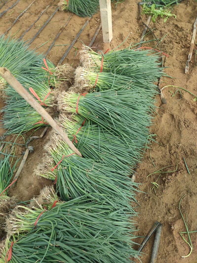 【优质】铁杆葱苗精品钢葱苗基地直发欢迎联