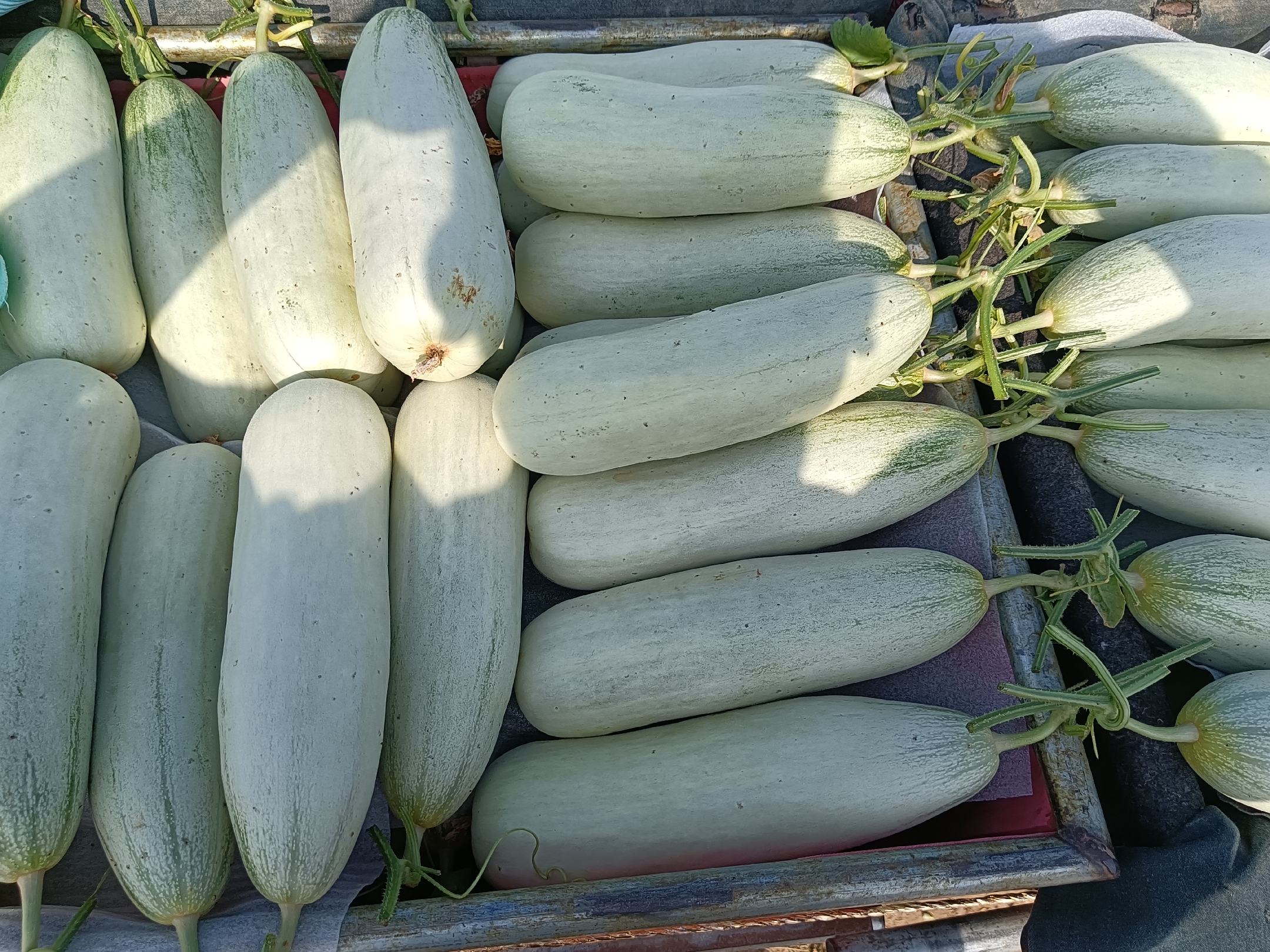 玉菇甜瓜切片摆盘