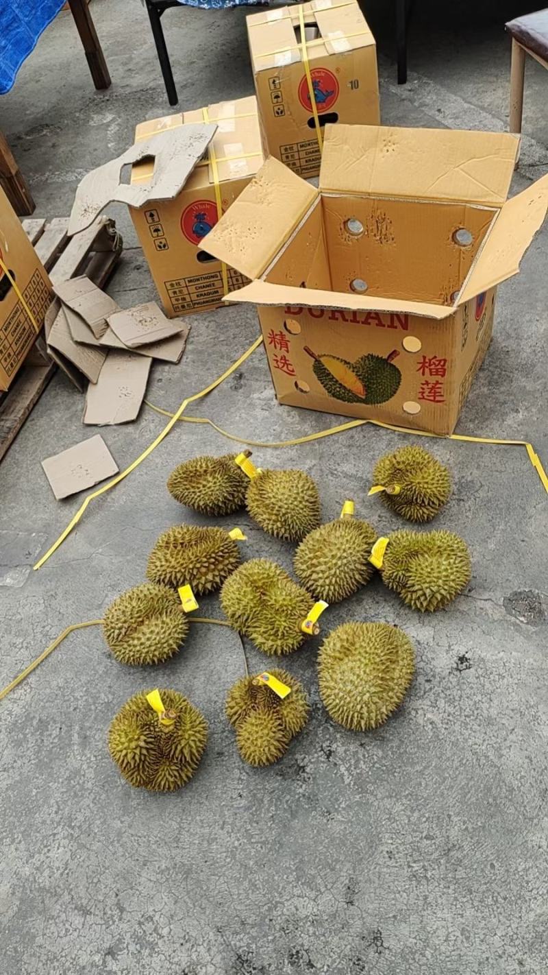 金枕巴掌，大量上市，批发