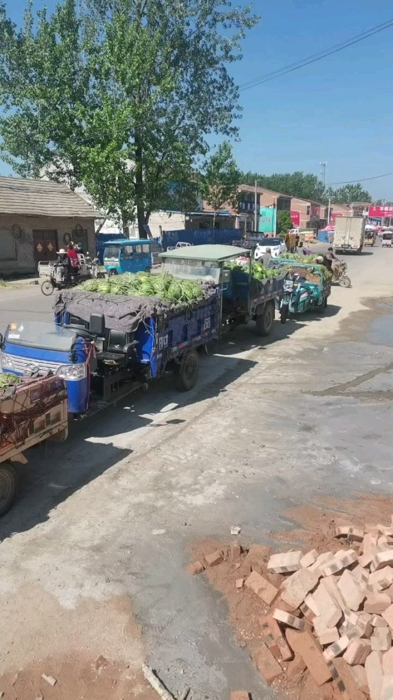 河南西瓜美都大量上市对接各大商超市场平台