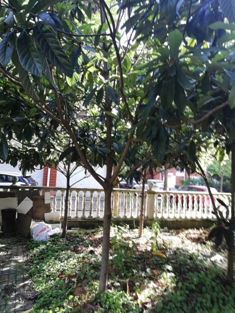 桂花树，枇杷树