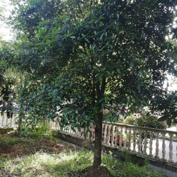 桂花树，枇杷树