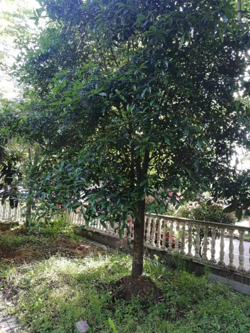 桂花树，枇杷树