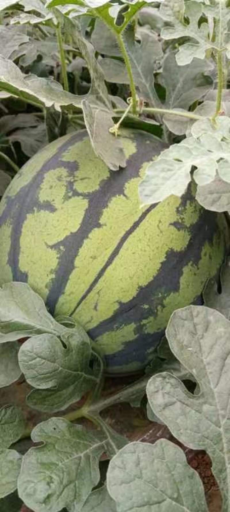 美都西瓜