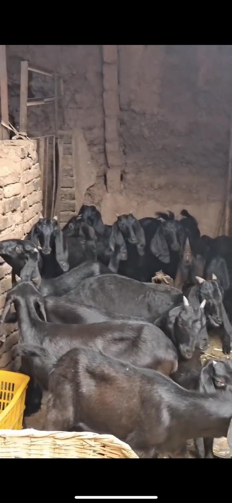 努比亚黑山羊种羊羊羔羊苗种公羊怀孕大母羊基础羊羔自养自卖
