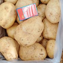 精品白心土豆(226，丽薯和V8)颜色个头薯型三优