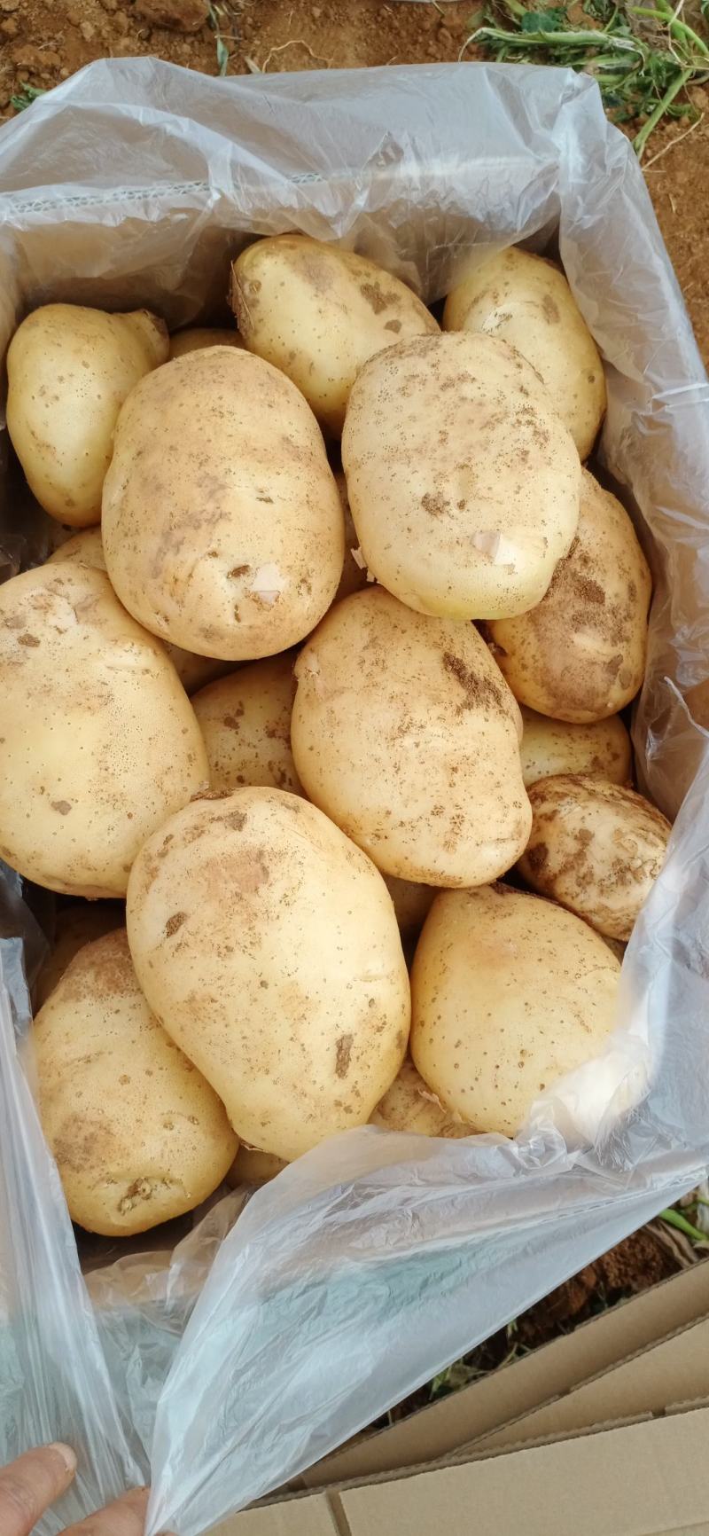 精品白心22土豆(226，丽薯和V8)颜色个头薯型三优