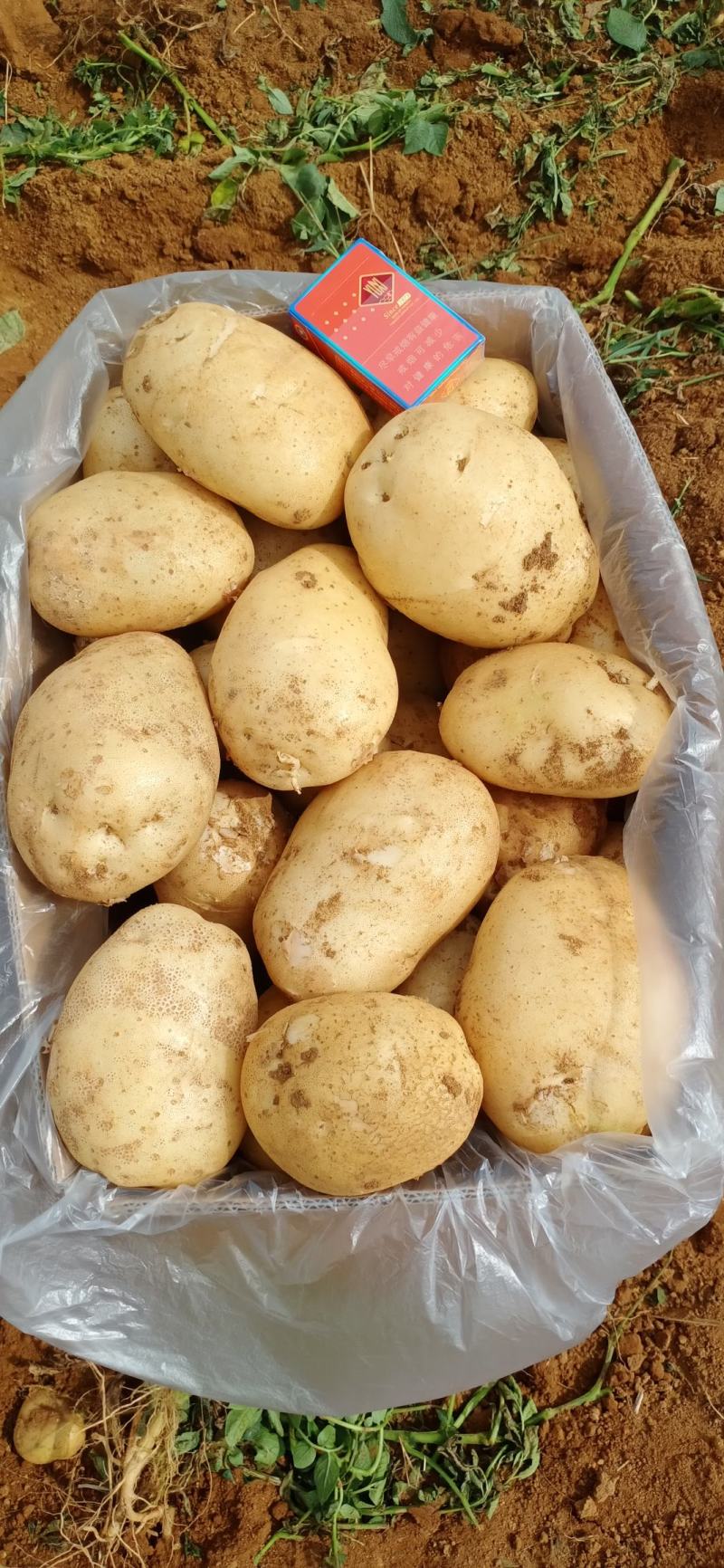 精品白心22土豆(226，丽薯和V8)颜色个头薯型三优