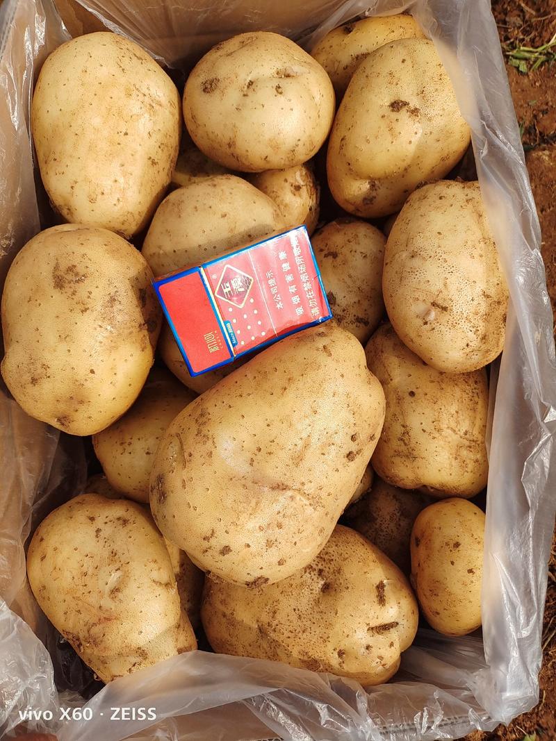 白心土豆(丽薯6号、张薯226、V8)，质优价廉