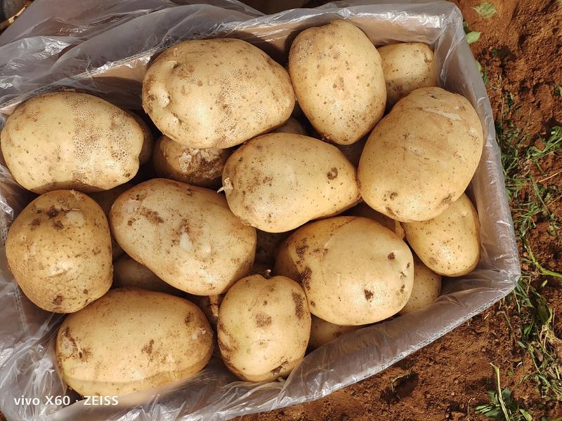 白心土豆(226、冀张薯、V8)沙地个大干净，质优价廉