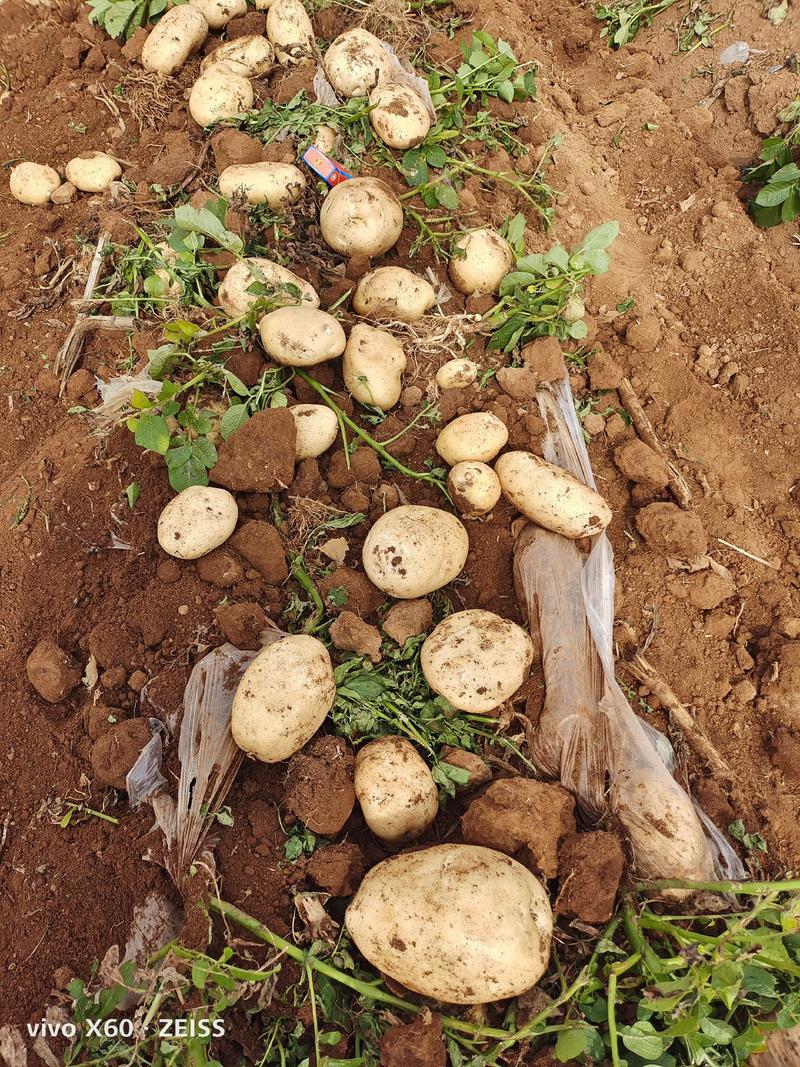 白心土豆(226、冀张薯、V8)沙地个大干净，质优价廉