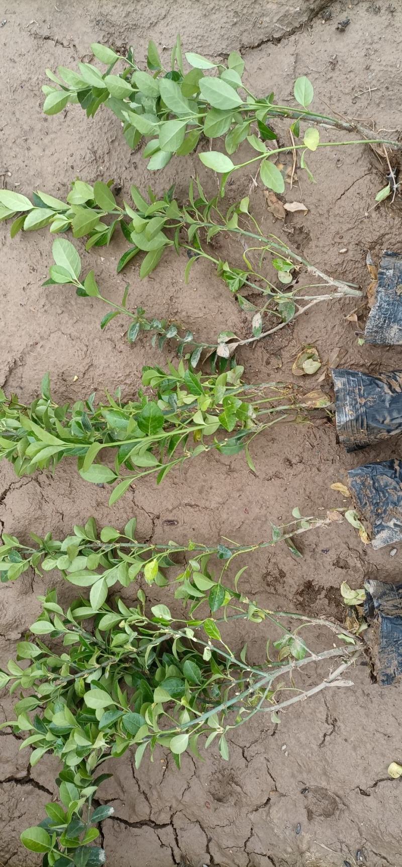 胶东卫矛