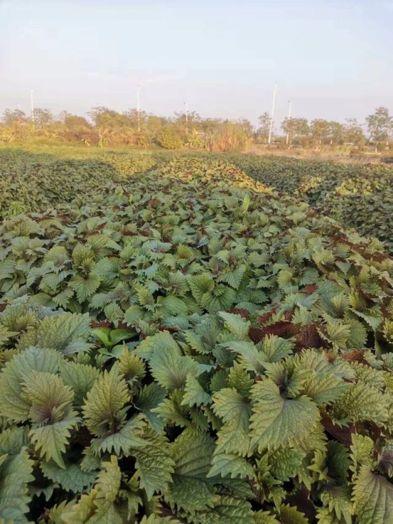 精品紫苏叶，新鲜采摘，一手货源，品质保证，欢迎选购，来电