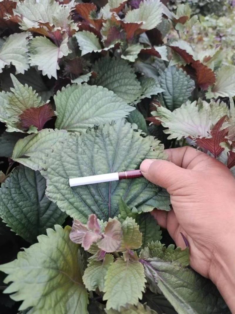 精品紫苏叶，新鲜采摘，一手货源，品质保证，欢迎选购，来电