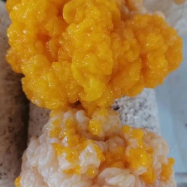 金耳菌