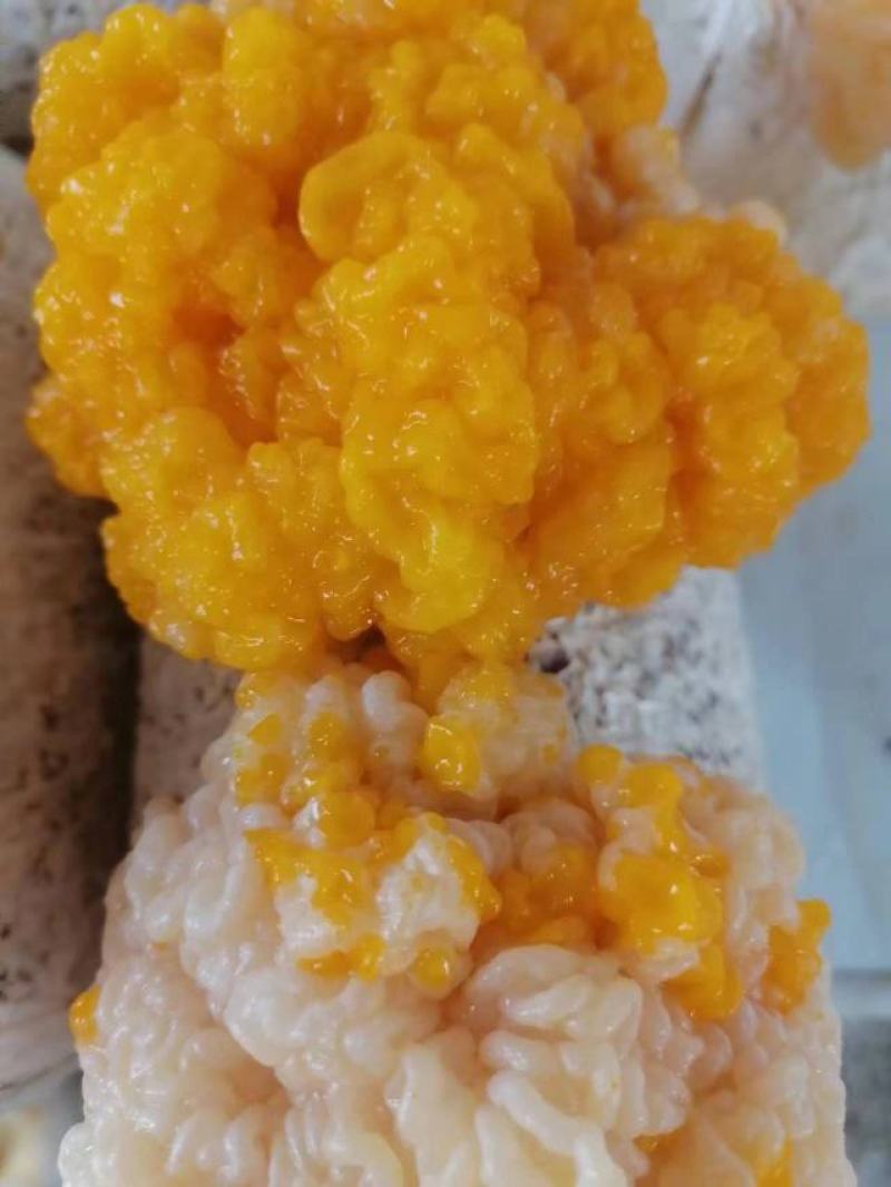 金耳菌