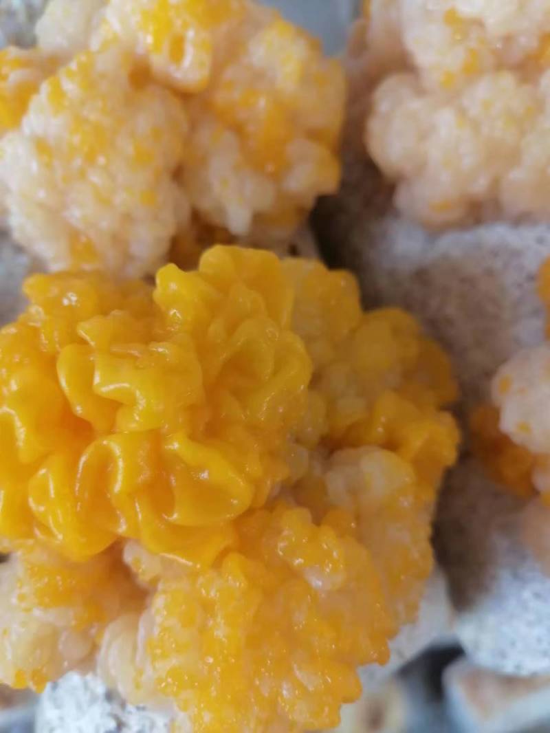 金耳菌