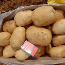 2024年白心土豆:质量保证个头薯型颜色三优。