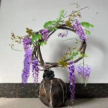 包成活爬藤植物日本长穗紫藤花树苗四季开花发货长2-4米