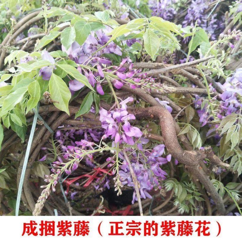 包成活爬藤植物日本长穗紫藤花树苗四季开花发货长2-4米