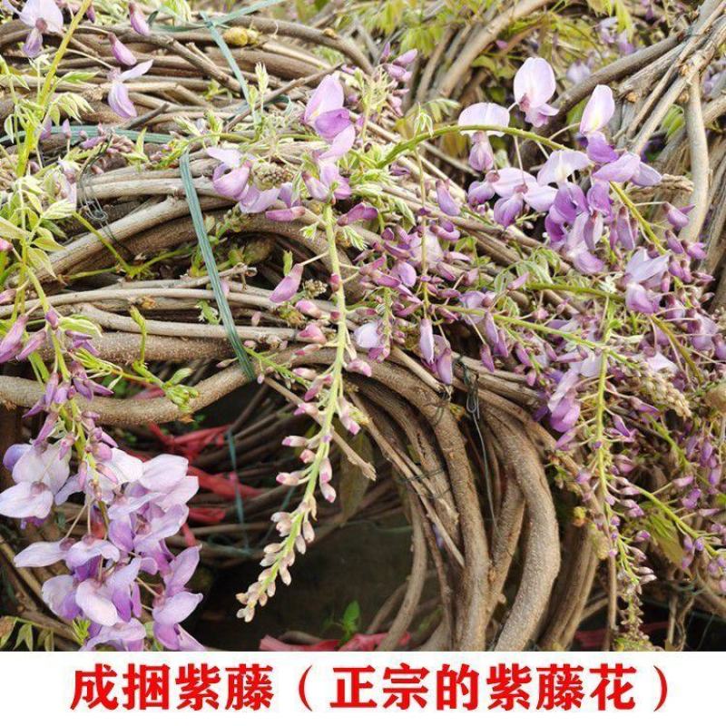 包成活爬藤植物日本长穗紫藤花树苗四季开花发货长2-4米