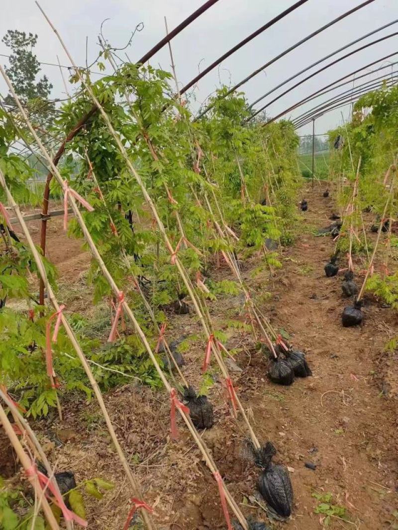 包成活爬藤植物日本长穗紫藤花树苗四季开花发货长2-4米