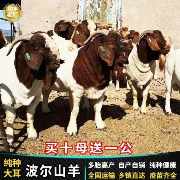 纯种波尔山羊羊苗羊羔怀孕母羊2～3个月种公羊活体活羊养殖