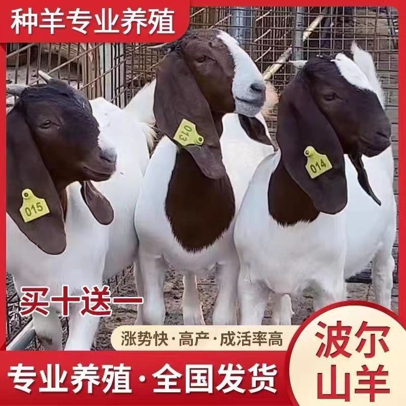 纯种波尔山羊羊苗羊羔怀孕母羊2～3个月种公羊活体活羊养殖