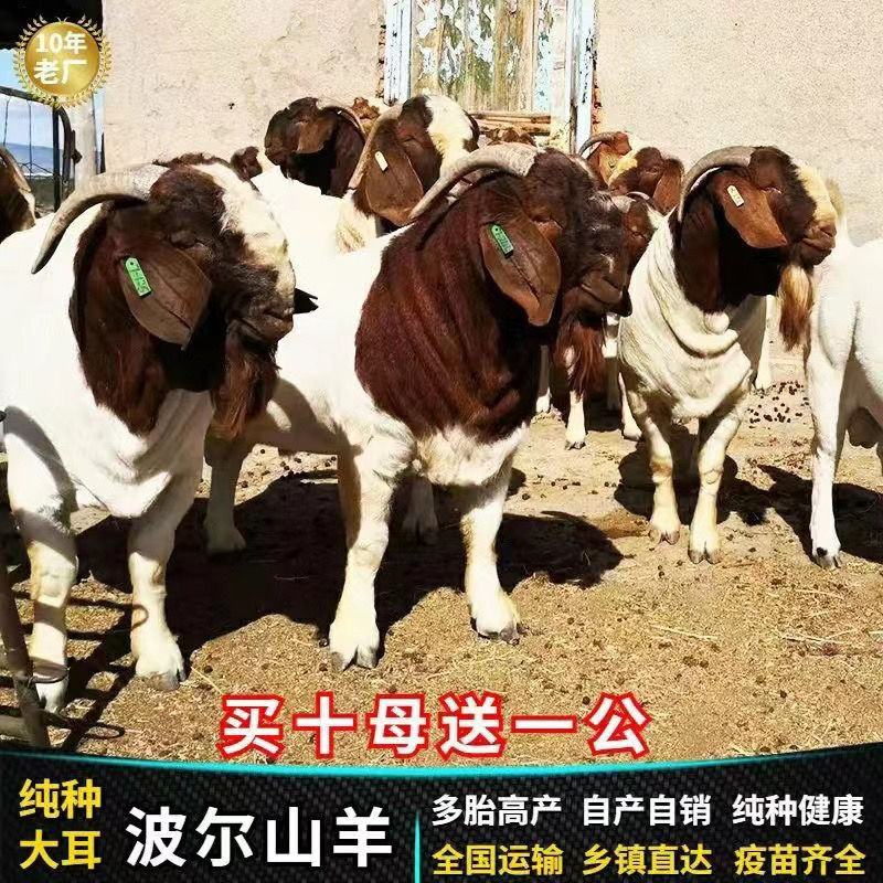 纯种波尔山羊羊苗羊羔怀孕母羊2～3个月种公羊活体活羊养殖