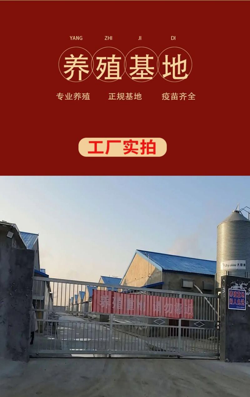 纯种波尔山羊羊苗羊羔怀孕母羊2～3个月种公羊活体活羊养殖
