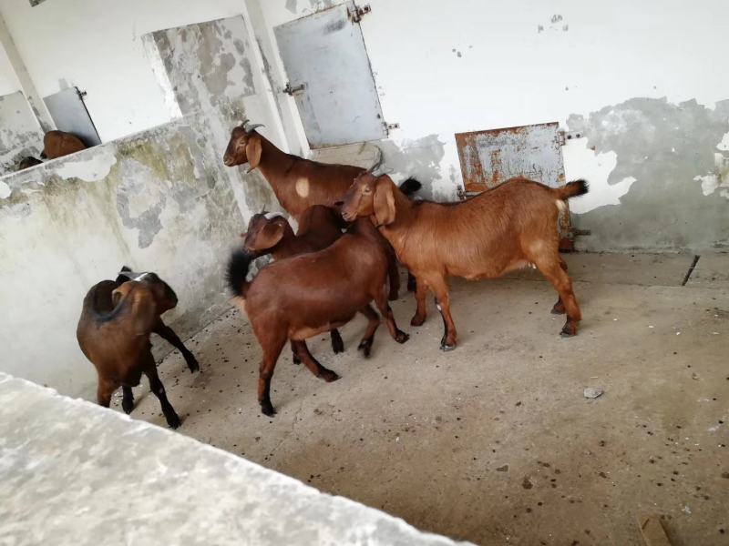 纯种波尔山羊羊苗羊羔怀孕母羊2～3个月种公羊活体活羊养殖
