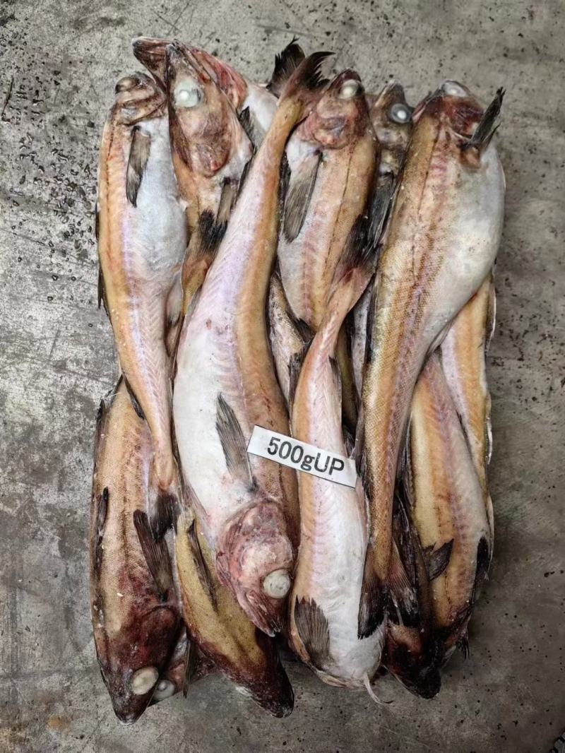鳕鱼，原头鳕鱼，各种规格，品质保证，一件10斤，欢迎咨询