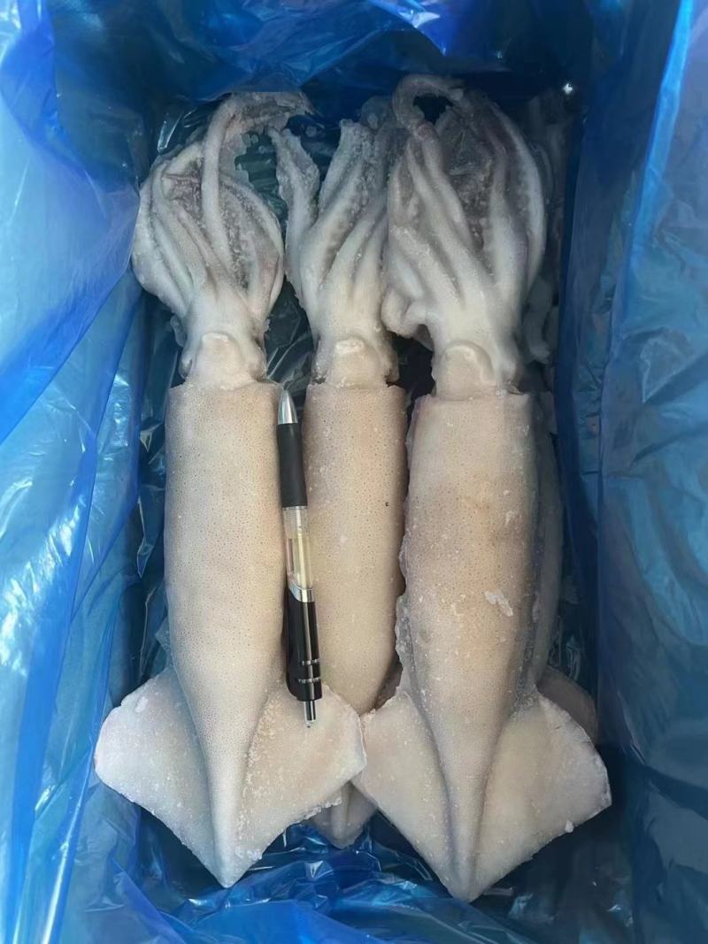 鱿鱼，单冻阿根廷鱿鱼，口感好，品质高，可以加冰衣