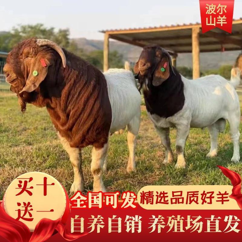 纯种波尔山羊羊苗羊羔怀孕母羊2～3个月种公羊活体活羊养殖