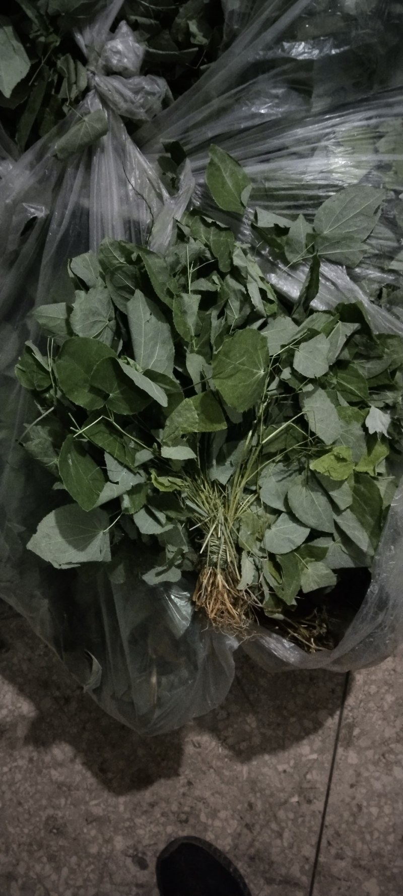 淫羊藿，大量现货，品质优良，产地直发，欢迎咨询合作。