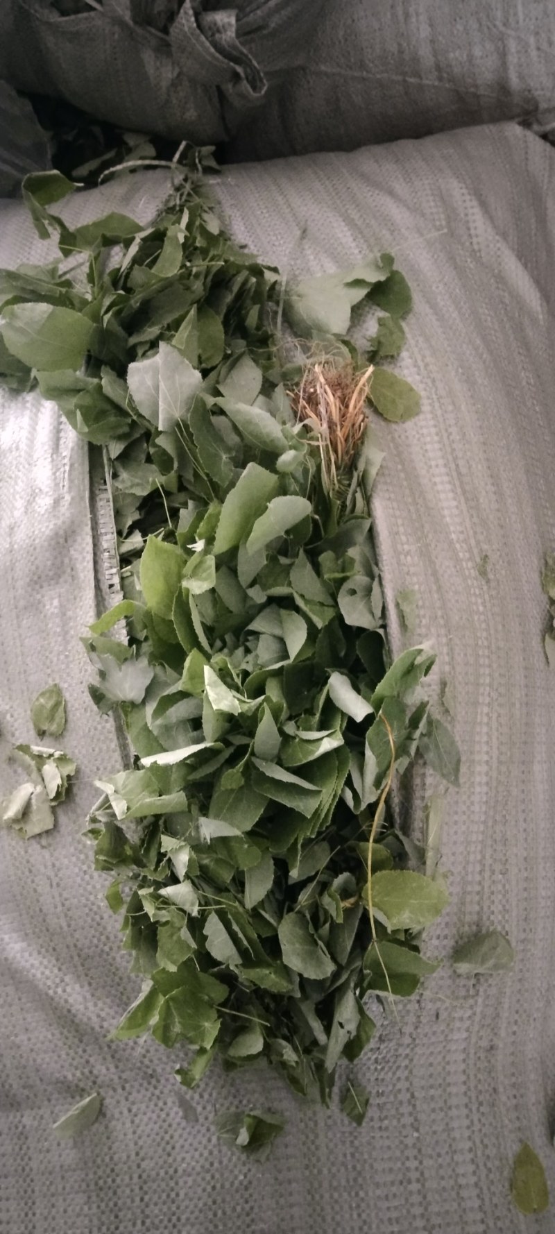 淫羊藿，大量现货，品质优良，产地直发，欢迎咨询合作。