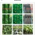 山东莘县:黄瓜种苗