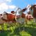 西门塔尔牛牛犊养殖基地直发一手货源量大从优欢迎采购
