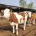 西门塔尔牛牛犊养殖基地直发一手货源量大从优欢迎采购