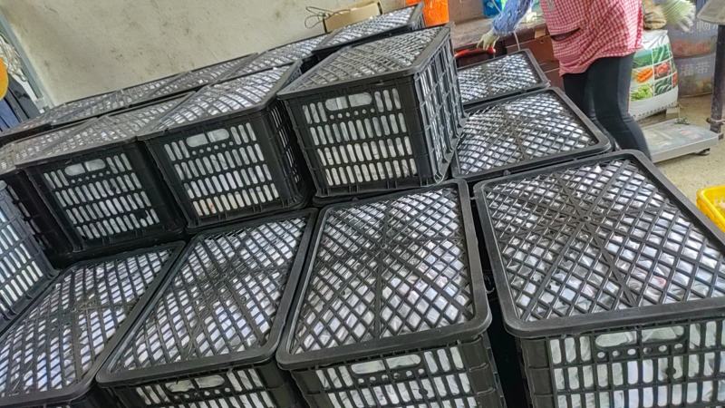 【精】广西桂林李子三月李新鲜采摘现摘现发量大从优