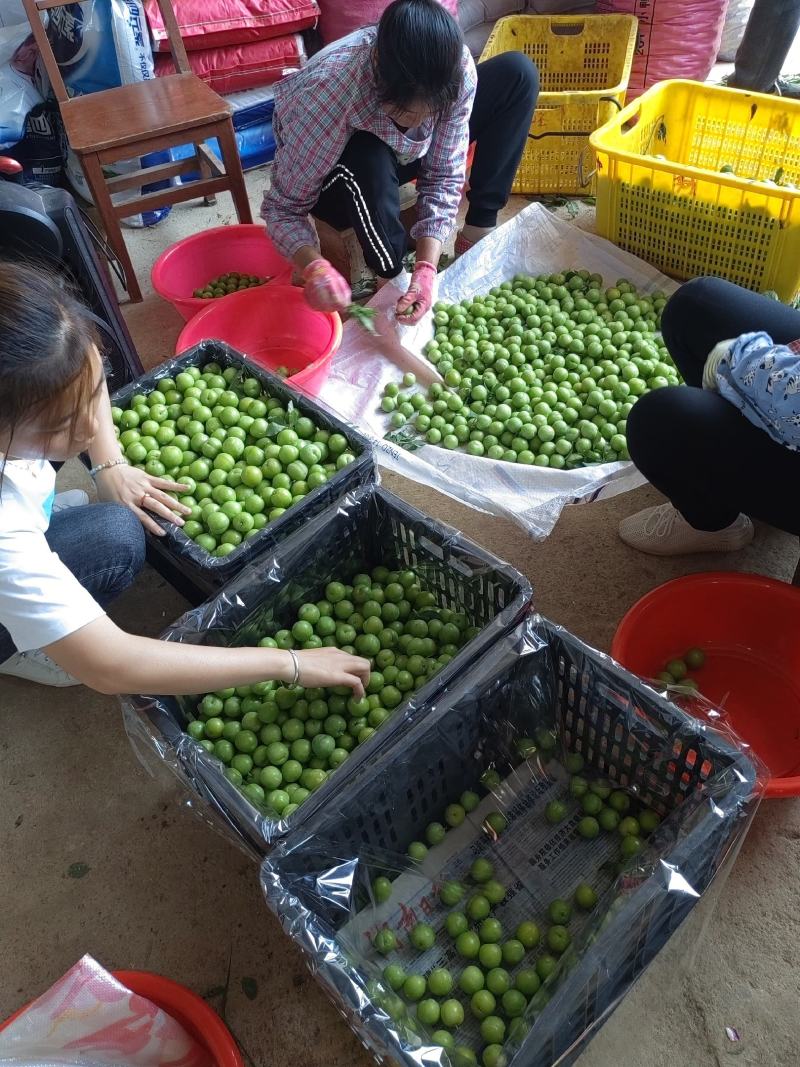 【精】广西桂林李子三月李新鲜采摘现摘现发量大从优