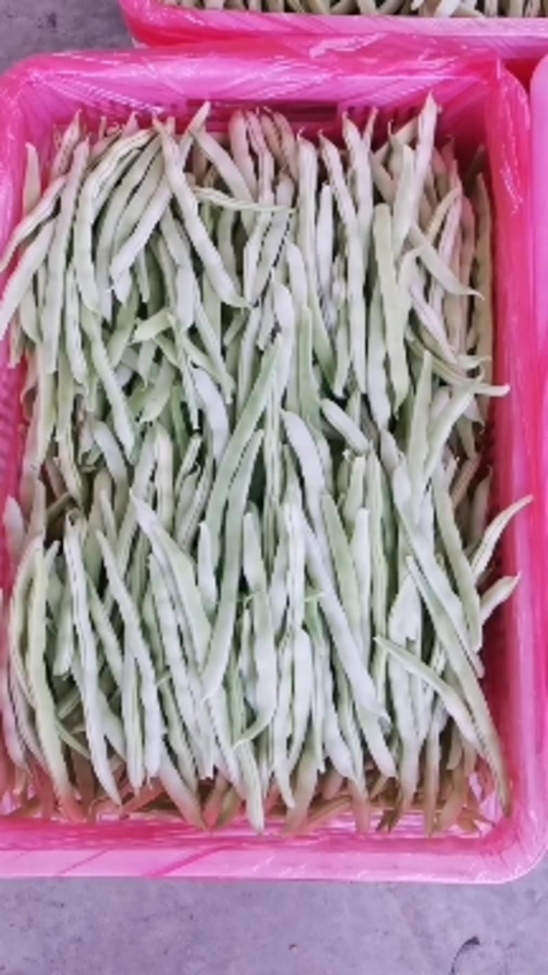 河南精品白不老豆角上市中产地直供一手货源全国发货